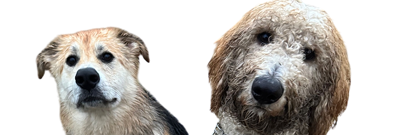 Dog training programs Hixson