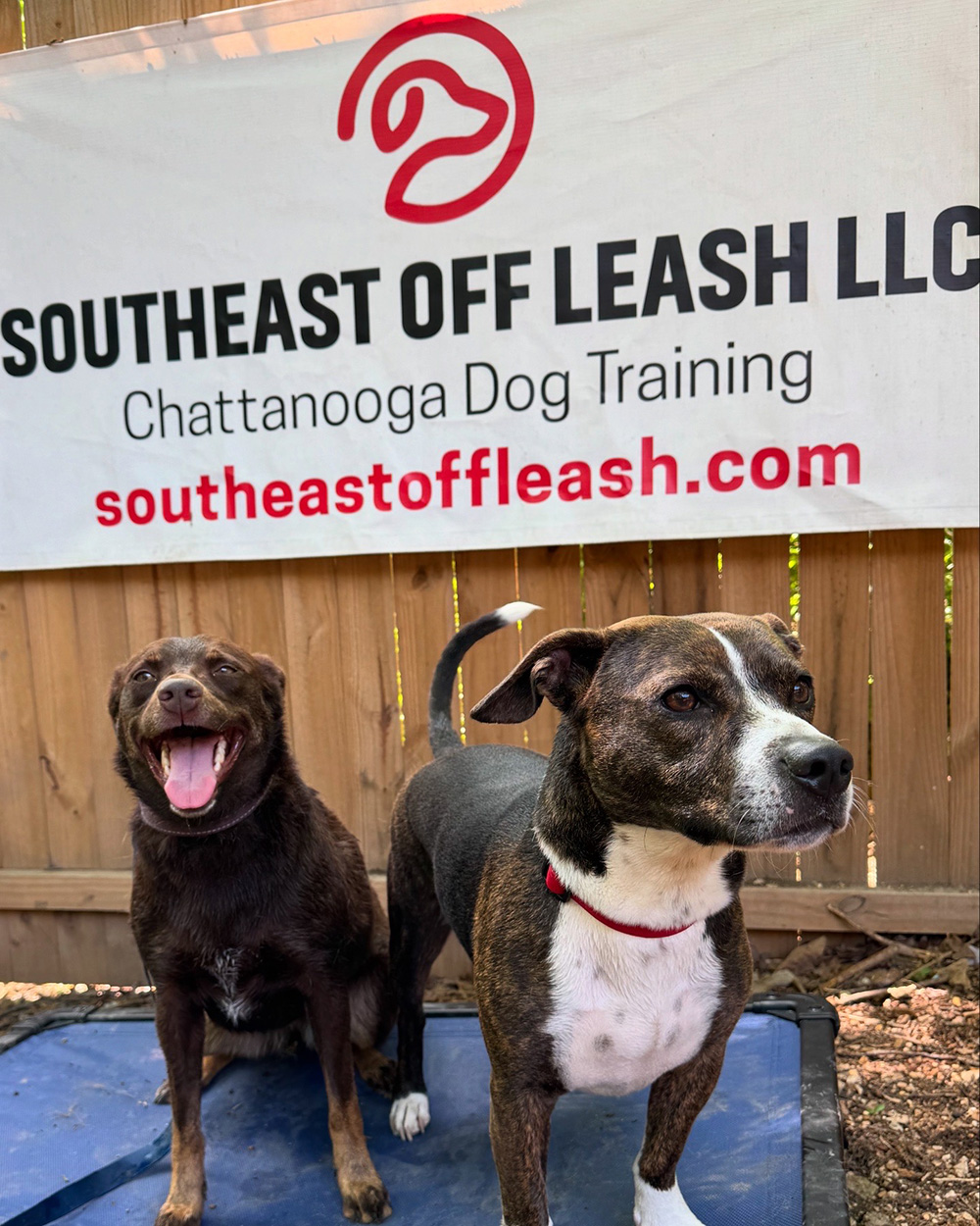 Experienced dog trainer north Georgia