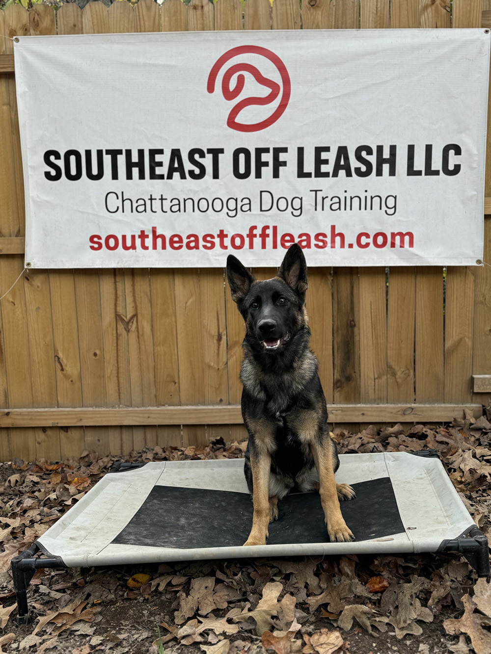 Experienced dog trainer north Georgia