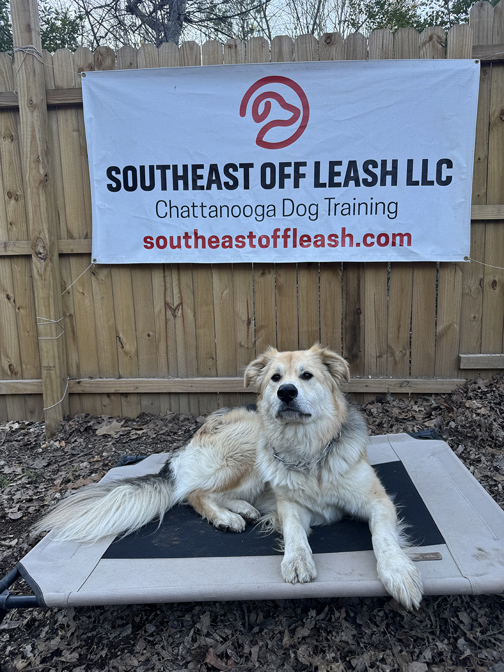 Experienced dog trainer north Georgia