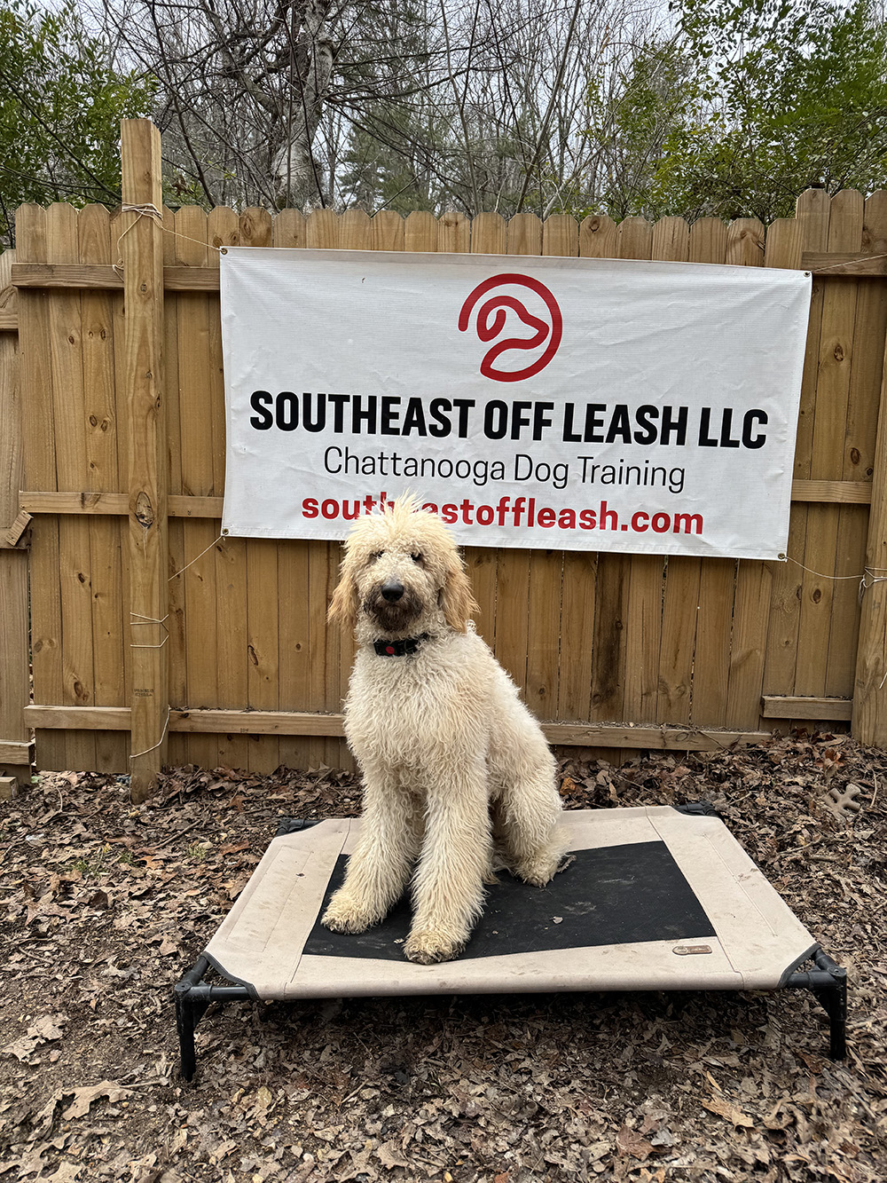 Experienced dog trainer north Georgia