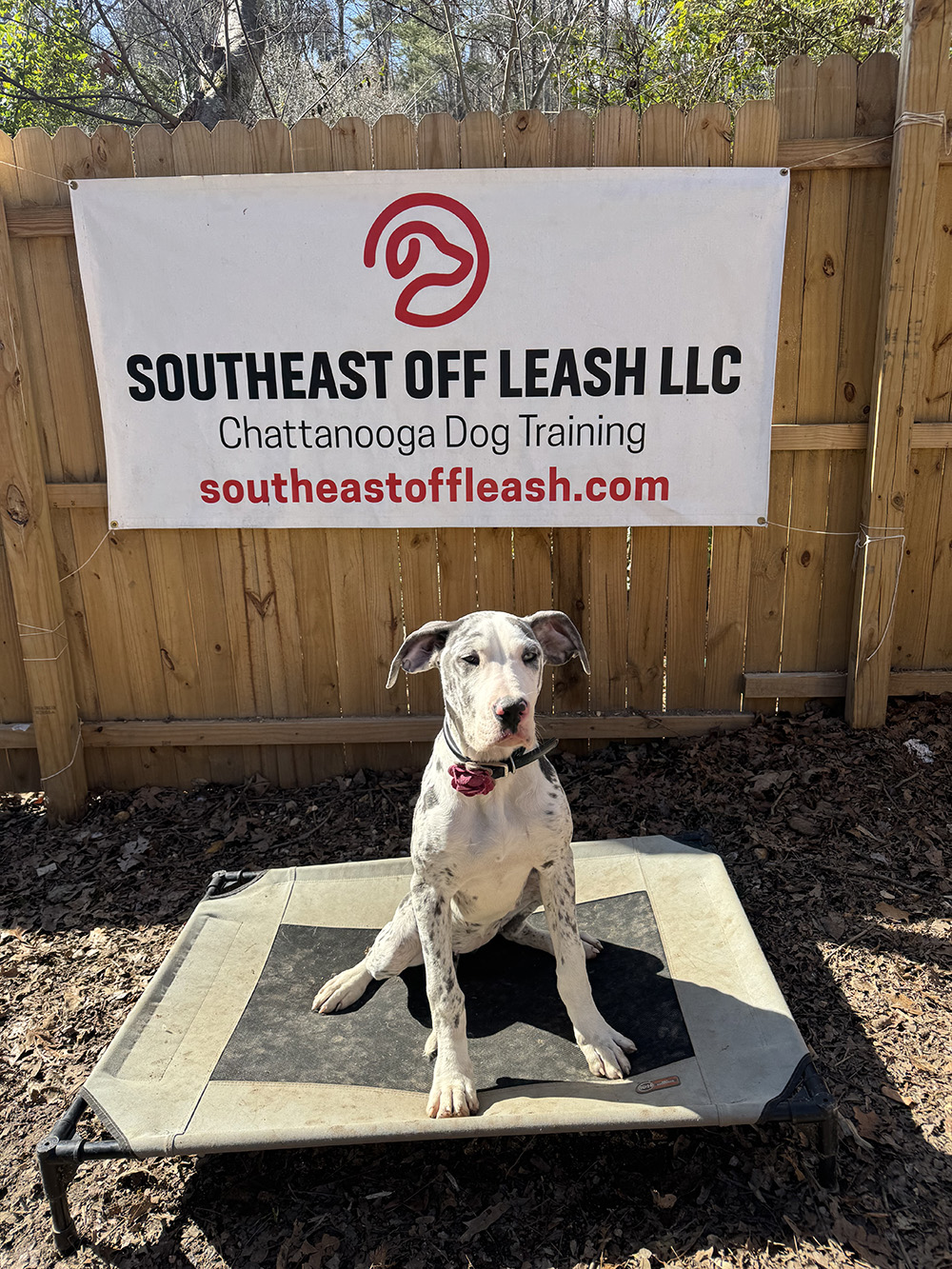 Experienced dog trainer north Georgia