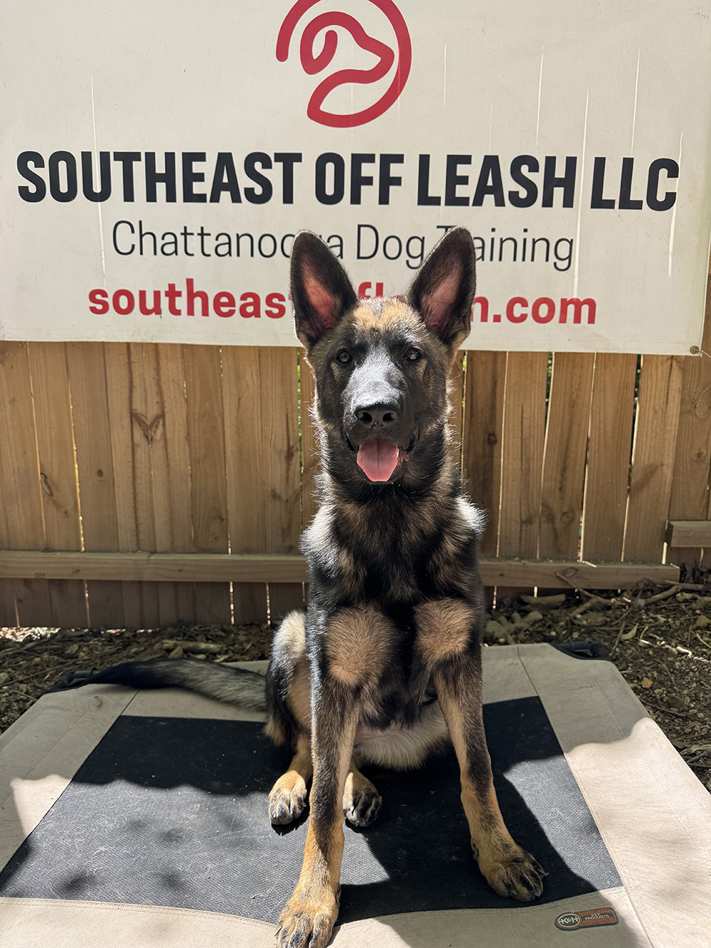 Experienced dog trainer north Georgia
