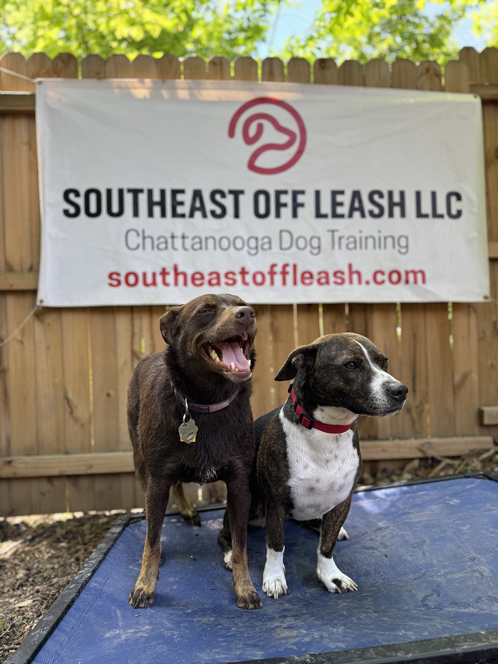 Experienced dog trainer north Georgia