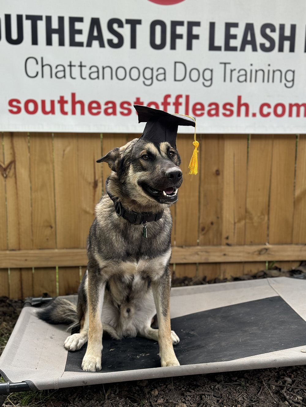 Best dog training East Ridge