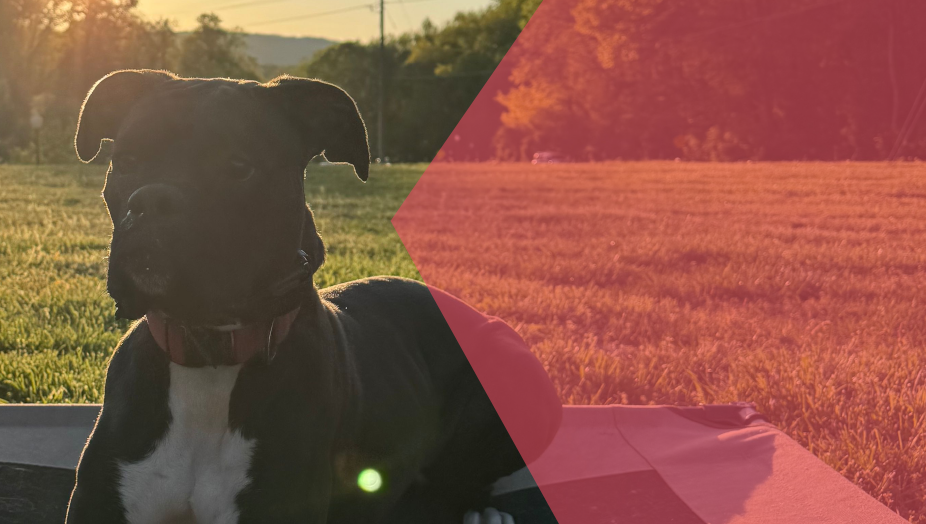 Dog training programs Hixson