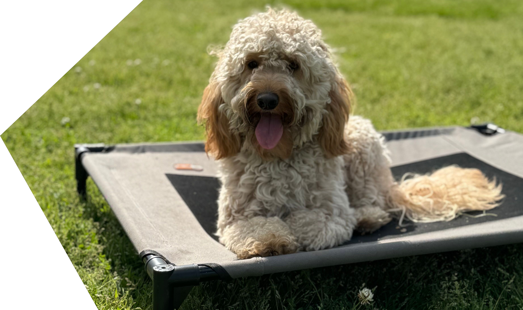 Dog training programs Hixson
