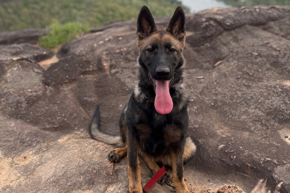 Trusted dog trainer Red Bank