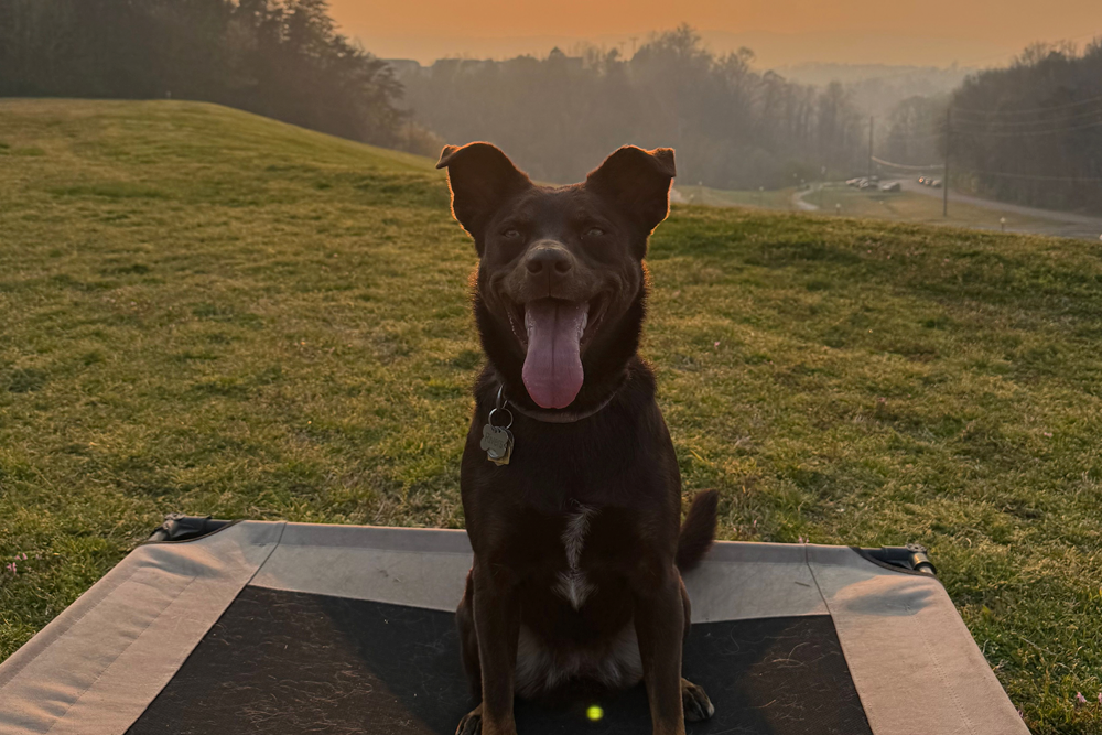 Trusted dog trainer Red Bank