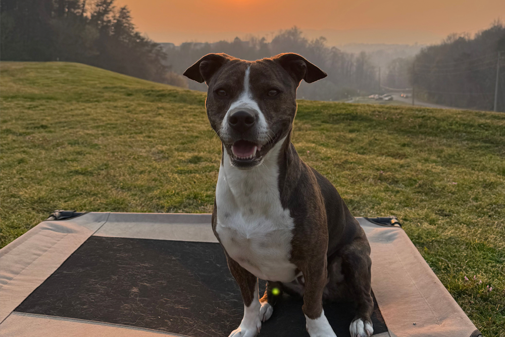 Trusted dog trainer Red Bank