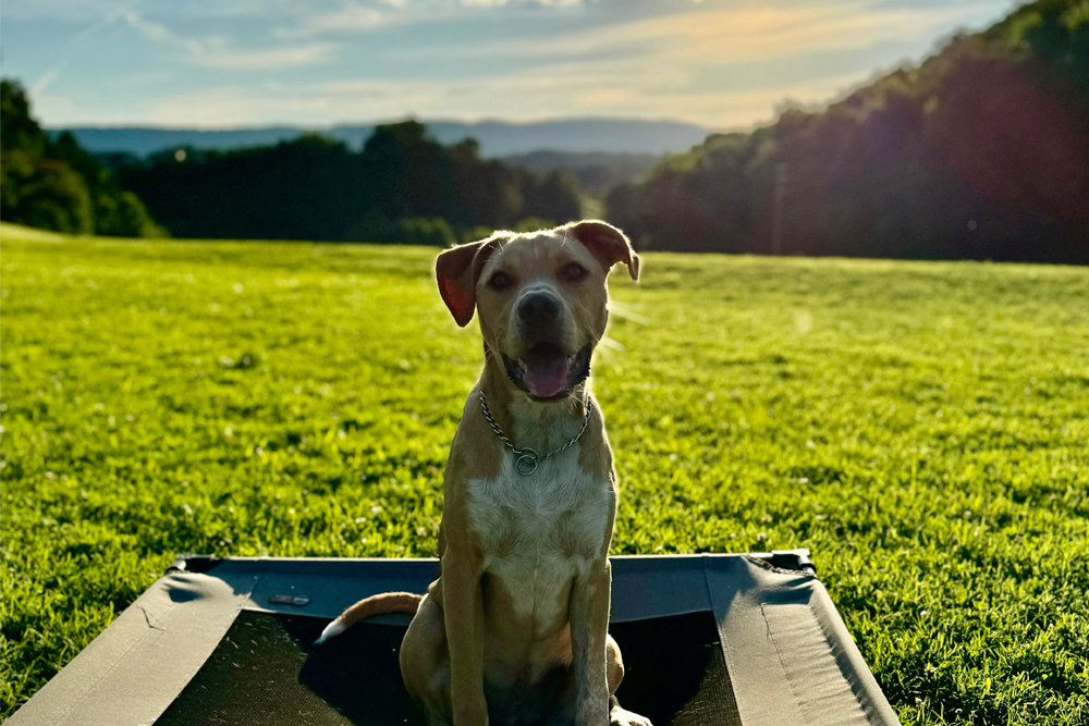 Best dog training East Ridge