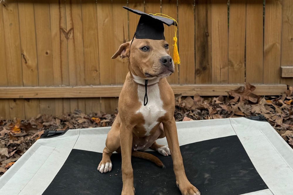 Best dog training East Ridge