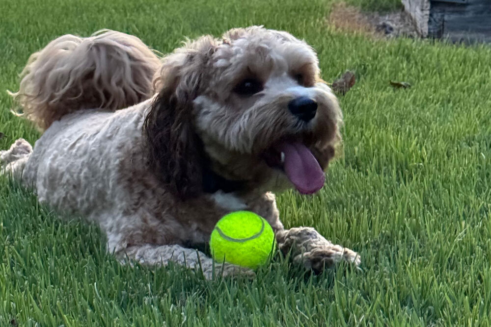 Top dog trainer East Ridge