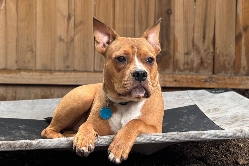 Top dog trainer East Ridge