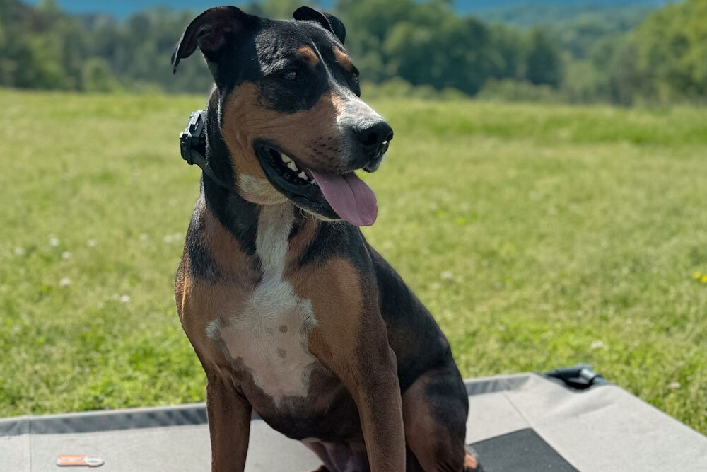 Top dog trainer East Ridge